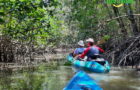 Kayak in Mangroven